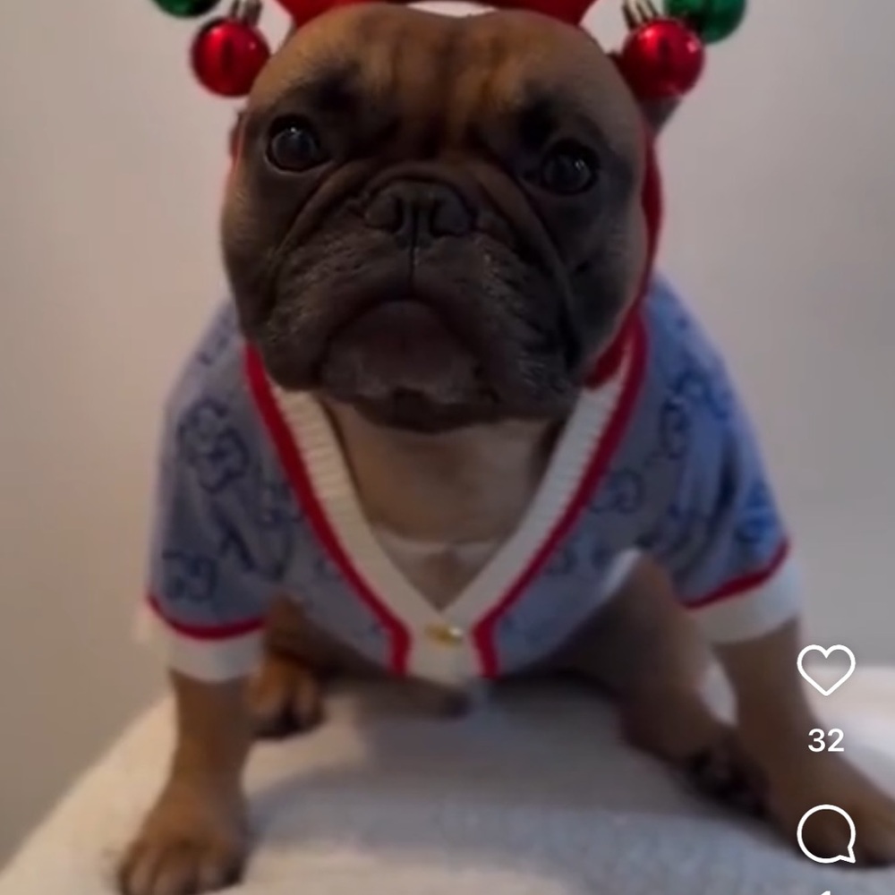 Dog Knitted Blue Cardigan